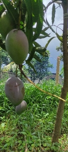 Miyazaki mango