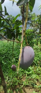 ഫോട്ടോ 2