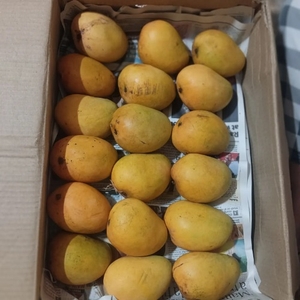 మామిడి పండ్లు