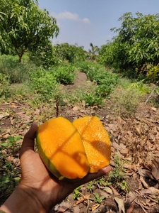 మామిడి