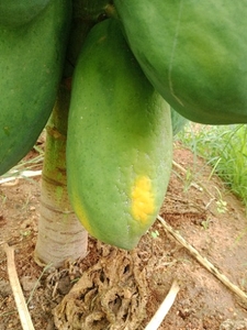 पपीता