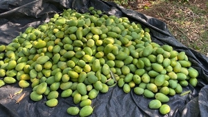 మామిడి