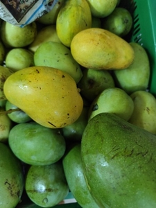 ಮಾವಿನಹಣ್ಣುಗಳು