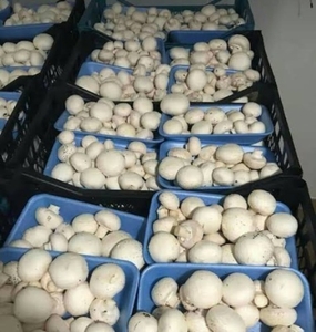 കൂണ് 