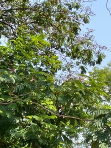 आम 