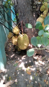 कटहल