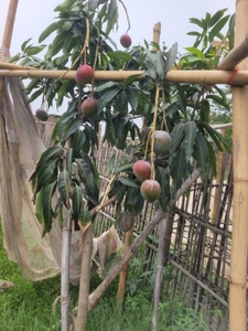 மியாசாகி மாம்பழம்