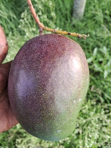 आम
