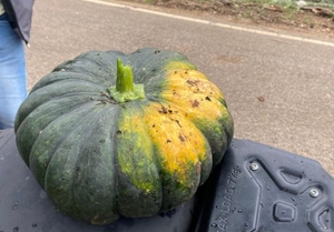 ಕುಂಬಳಕಾಯಿ