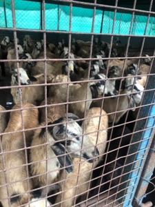 ಫೋಟೋ 2