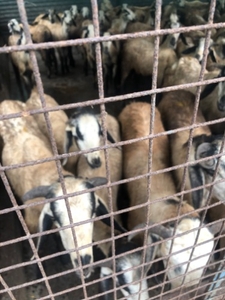 ಫೋಟೋ 3