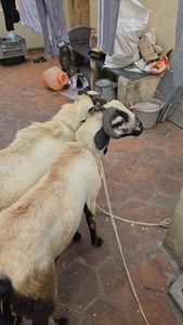 ಫೋಟೋ 4
