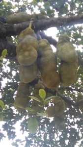 ಹಲಸಿನ ಹಣ್ಣು
