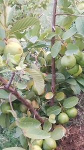జామకాయ