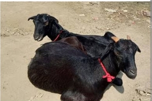 ആട്