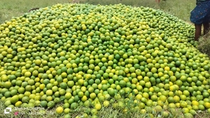 മൊസാമ്പി