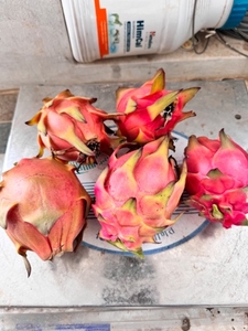 ड्रैगन फल