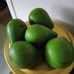 അവോക്കാഡോ 