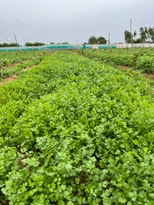 ಕೊತ್ತಂಬರಿ ಸೊಪ್ಪು