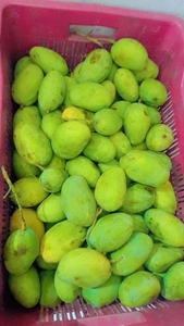 మామిడి