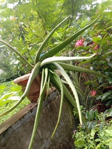 അലോവേര