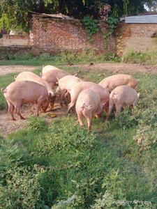 പന്നി