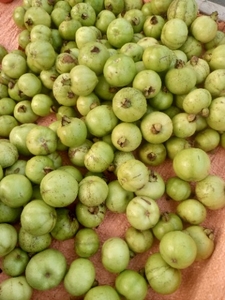 జామకాయ