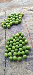 ನಿಂಬೆಹಣ್ಣು