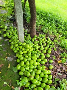 അവോക്കാഡോ 