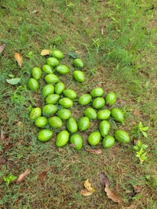 അവോക്കാഡോ 