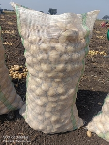 Potato 