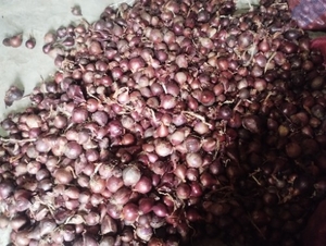 ഉള്ളി