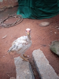 കോഴി