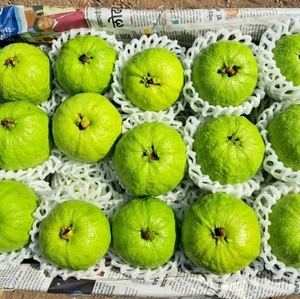 கொய்யா