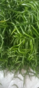 പച്ചമുളക്