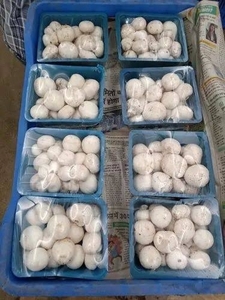 ബട്ടൺ മഷ്റൂം