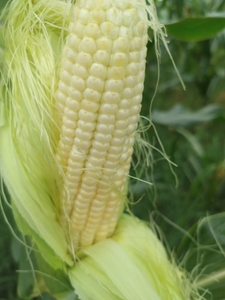 മധുരചോളം 