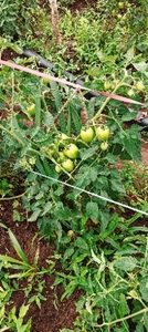 டமாடோ