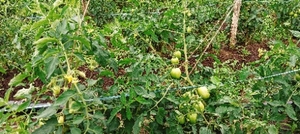 ഫോട്ടോ 2
