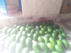 ಆವಕಾಡೊ