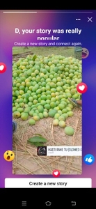 ಮಾವು