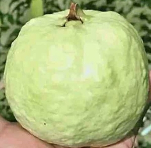 கொய்யா