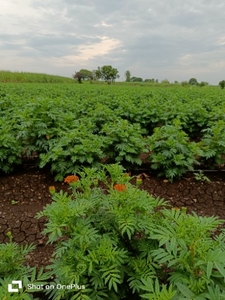 ಮಾರಿಗೋಲ್ಡ್