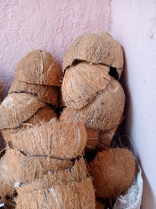 ತೆಂಗಿನಕಾಯಿ ಚಿಪ್ಪು