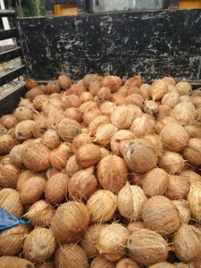 தேங்காய்