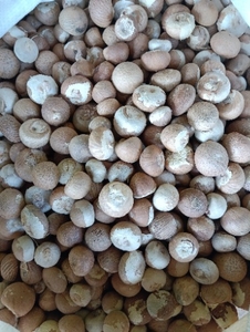பாக்கு