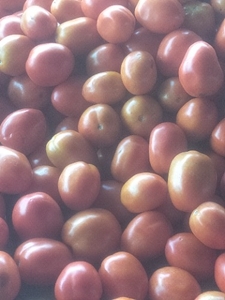 டமாடோ