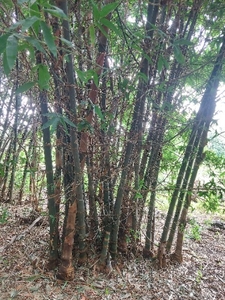 ಬಿದಿರು