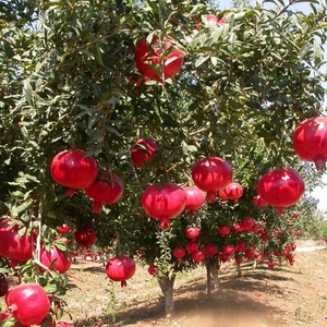 മാതളനാരകം