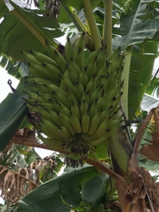 ಬಾಳೆಹಣ್ಣು